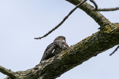 Ortak Nighthawk (Kordeiles minor) bir dalın üzerinde dinleniyor. Wisconsin 'den doğal manzara.