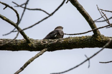 Ortak Nighthawk (Kordeiles minor) bir dalın üzerinde dinleniyor. Wisconsin 'den doğal manzara.