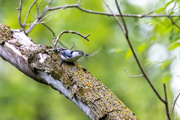 Vitbröstad Nuthatch Sitta Carolinensis Wisconsin State Park — Stockfoto