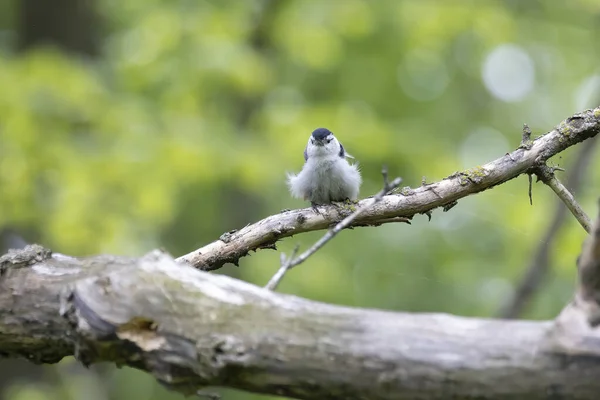 ウィスコンシン州立公園の白い乳化したヌーチ Sitta Carolinensis — ストック写真