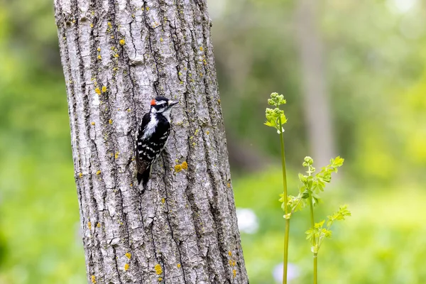 Downywoodpecker Dryobates Pubescens Smallest Woodpecker North America — стоковое фото