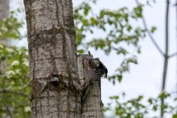 딱다구리 Leuconotopicus Villosus 둥지를 틀면서 위스콘신 공원의 — 스톡 사진