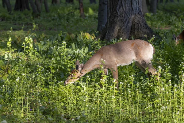 White Tailed Deer Virginia Deer Pasture — Stock Photo, Image