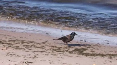 Yaygın grackle (Quiscalus quiscula). Michigan Gölü 'nde ölen küçük bir balık yakalayan kuş.