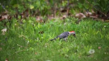 Kırmızı reddedilmiş ağaçkakan (Melanerpes carolinus) bir çayırda yiyecek arıyor