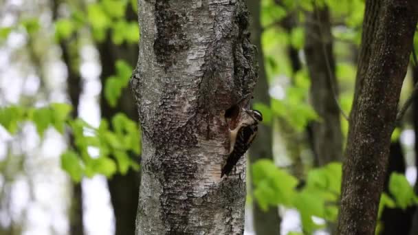 Dzięcioł Włochaty Leuconotopicus Villosus Naturalna Scena Parku Stanowego Wisconsin Podczas — Wideo stockowe