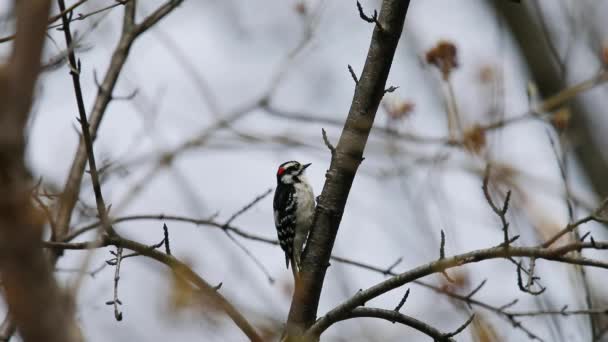 Downywoodpecker Dryobates Pubescens Smallest Woodpecker North America — стоковое видео