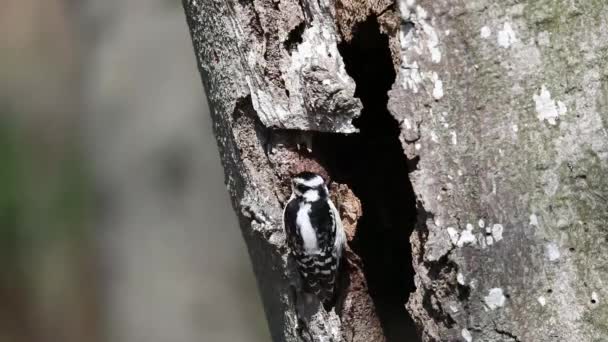 Downy Woodpecker Dryobates Pubescens Nejmenší Datel Severní Americe — Stock video