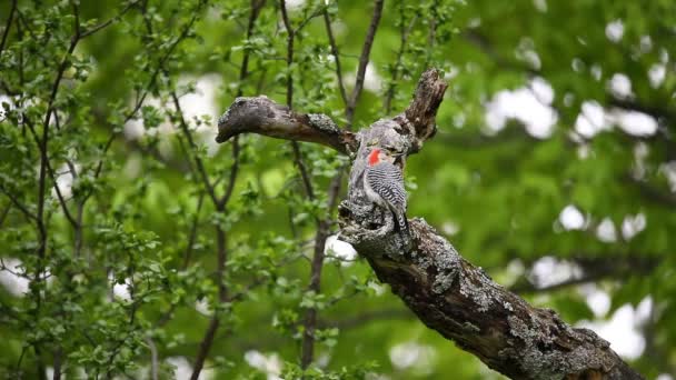 Red Belied Woodpecker Melanerpes Carolinus Park — стоковое видео