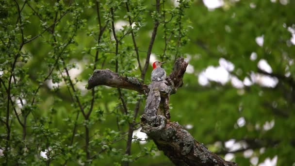 Red Belied Woodpecker Melanerpes Carolinus Park — 비디오