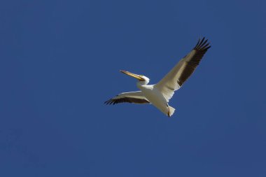 Uçan Amerikan beyaz pelikanı (Pelecanus erythrorhynchos)