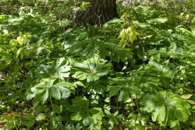 Mayapple (Podophyllum peltatum) büyük kolonilerde yetişen yerel bitkilerdir. Bu bitkilerin yenilebilir meyveleri var ve Yerli Amerikalılar bu bitkinin bazı kısımlarını tıbbi olarak kullandılar. 