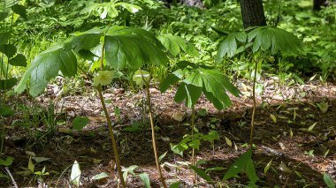 Mayapple (Podophyllum peltatum) büyük kolonilerde yetişen yerel bitkilerdir. Bu bitkilerin yenilebilir meyveleri var ve Yerli Amerikalılar bu bitkinin bazı kısımlarını tıbbi olarak kullandılar. 