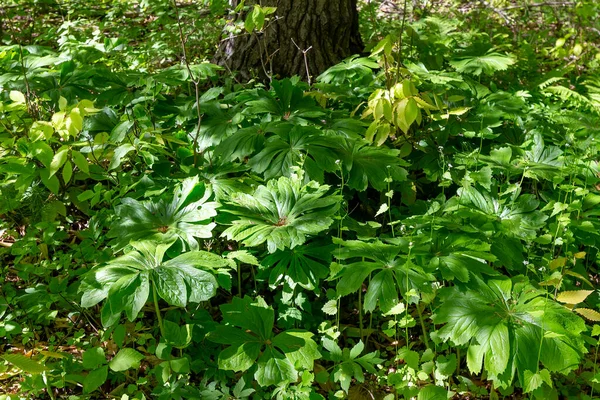 Mayapple Podophyllum Peltatum Büyük Kolonilerde Yetişen Yerel Bitkilerdir Bitkilerin Yenilebilir — Stok fotoğraf