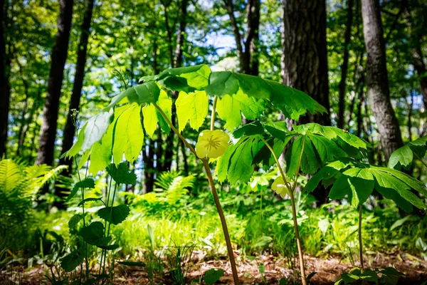 メイリンゴ Podophyllum Pelatum メイリンゴは大規模なコロニーで成長する在来植物です アメリカ先住民はこの植物の一部に医薬品を使用していました — ストック写真