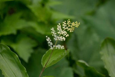 Sahte Süleyman 'ın Mührü (Maianthemum racemosum), sahte nilüfer çiçeği, sahte Süleyman mührü, Süleyman' ın tüyü veya sahte noktası olarak bilinir.
