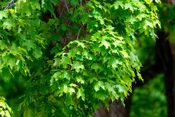 公園内の新しい成長したカエデの葉 — ストック写真