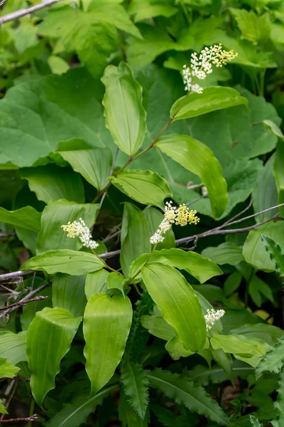 The false Solomon\'s seal (Maianthemum racemosum) known as treacleberry,fake lily of the valley, fake Solomon\'s seal, Solomon\'s plume or fake point,a species of flowering plant native to North America