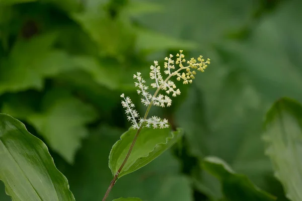 Ψεύτικη Σφραγίδα Του Σολομώντα Maianthemum Racemosum Γνωστή Treacleberry Ψεύτικο Κρίνο — Φωτογραφία Αρχείου