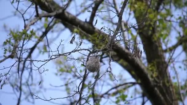 Baltimore Oriole Nin Yuvası Ağacın Dallarında — Stok video