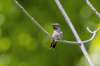 Yakut boğazlı sinekkuşu (Archilochus colubris)