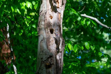 Kuzey titreşimli (Colaptes auratus) Wisconsin 'de yuva yapar. Kuzey Amerika kuşu.