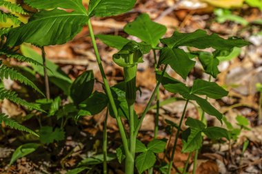 Jack in the Minpit (Arisaema triphyllum). Yerli dayanıklı kuzey bitkisi. Büyük, silindirik, kapüşonlu, kahverengi çizgili yeşil bir çiçektir..