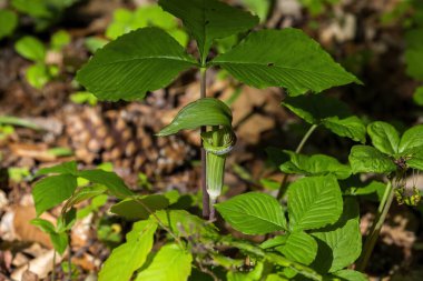 Jack in the Minpit (Arisaema triphyllum). Yerli dayanıklı kuzey bitkisi. Büyük, silindirik, kapüşonlu, kahverengi çizgili yeşil bir çiçektir..