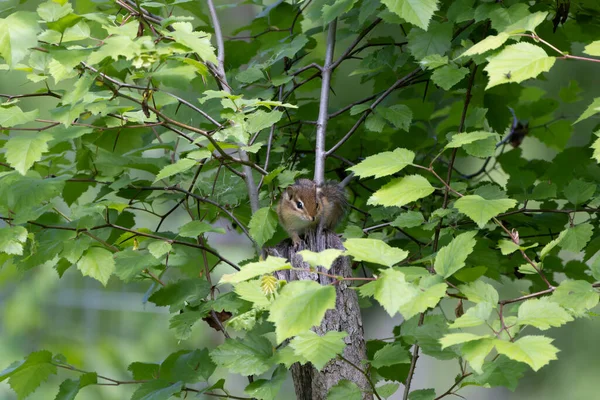 Esquilo Oriental Tamias Striatus Floresta Primavera — Fotografia de Stock