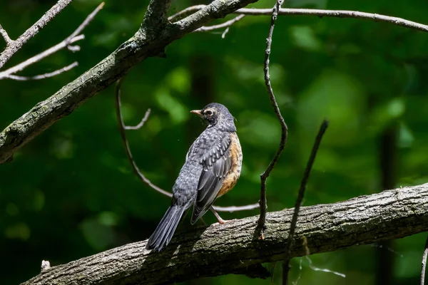 Den Amerikanska Rödhaken Turdus Migratorius Våren Jakt Efter Föda Den — Stockfoto