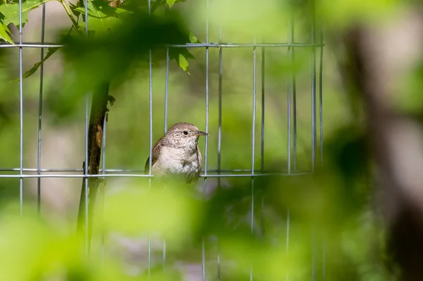 Huset Wren Troglodytes Aedon Parken — Stockfoto