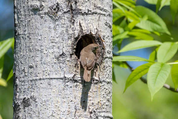 House Wren Troglodytes Aedon Brings Fed Young Nest Cavity Tree — Stock Photo, Image