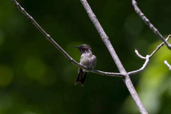 Burung Kolibri Berleher Rubi Archilochus Colubris — Stok Foto