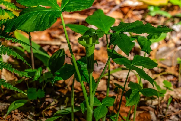 Jack in the Minpit (Arisaema triphyllum). Yerli dayanıklı kuzey bitkisi. Büyük, silindirik, kapüşonlu, kahverengi çizgili yeşil bir çiçektir..
