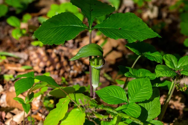 ジャック パルピット Ariasema Triphyllum 固有の北部の植物 それは茶色の縞と色が大きく 円筒形 フード付きの花 緑です — ストック写真