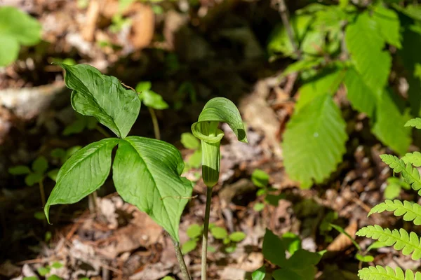 Jack in the Minpit (Arisaema triphyllum). Yerli dayanıklı kuzey bitkisi. Büyük, silindirik, kapüşonlu, kahverengi çizgili yeşil bir çiçektir..