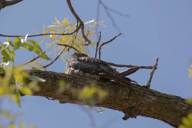 Ortak Nighthawk (Kordeiles minor) bir dalın üzerinde dinleniyor. Wisconsin 'den doğal manzara.