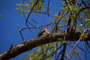 Ortak Nighthawk (Kordeiles minor) bir dalın üzerinde dinleniyor. Wisconsin 'den doğal manzara.
