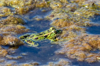 The northern leopard frog (Lithobates pipiens) in the swamp clipart