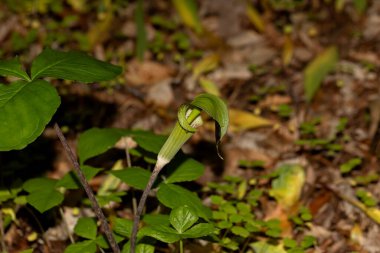 Jack in the Minpit (Arisaema triphyllum). Yerli dayanıklı kuzey bitkisi. Büyük, silindirik, kapüşonlu, kahverengi çizgili yeşil bir çiçektir..