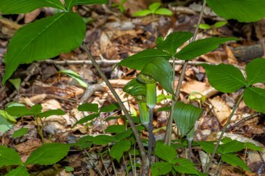 Jack in the Minpit (Arisaema triphyllum). Yerli dayanıklı kuzey bitkisi. Büyük, silindirik, kapüşonlu, kahverengi çizgili yeşil bir çiçektir..