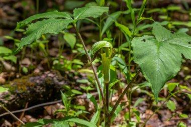 Jack in the Minpit (Arisaema triphyllum). Yerli dayanıklı kuzey bitkisi. Büyük, silindirik, kapüşonlu, kahverengi çizgili yeşil bir çiçektir..