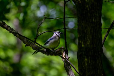 Mavi alakarga (siyanocitta cristata) şehir parkında