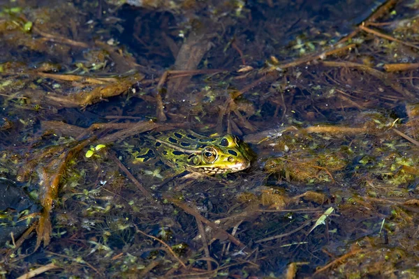 Der Nördliche Leopardenfrosch Lithobates Pipiens Sumpf — Stockfoto