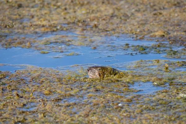 Rato Almiscarado Ondatra Zibethicus Roedor Nativo América Norte — Fotografia de Stock