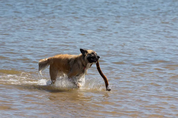 Anjing Gembala Belgia Juga Dikenal Sebagai Anjing Gembala Belgia Atau — Stok Foto