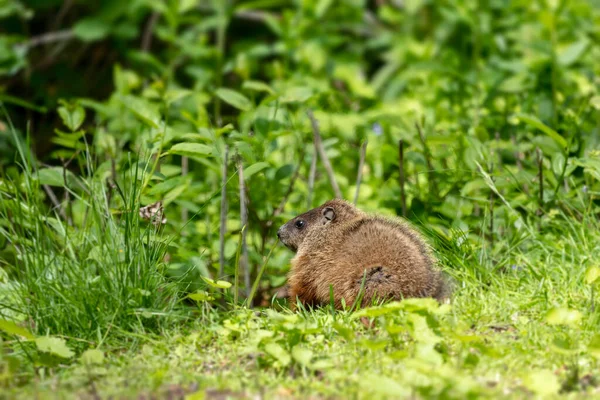 Den Unga Murmeldjuret Marmota Monax Även Känd Som Skogshuggare — Stockfoto