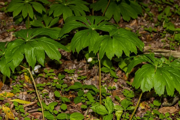 Bloom Mayapple Podophyllum Pelatum 大きなコロニーで成長する在来植物 アメリカ先住民はこの植物の一部に医薬品を使用していました — ストック写真