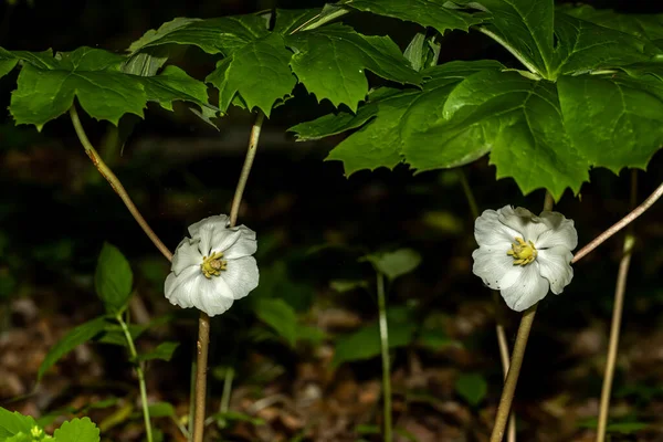 The Bloom Mayapple (Podophyllum peltatum) The native plants that grow in large colonies. These plants have an edible fruit and the Native Americans had medicinal uses for parts of this plant