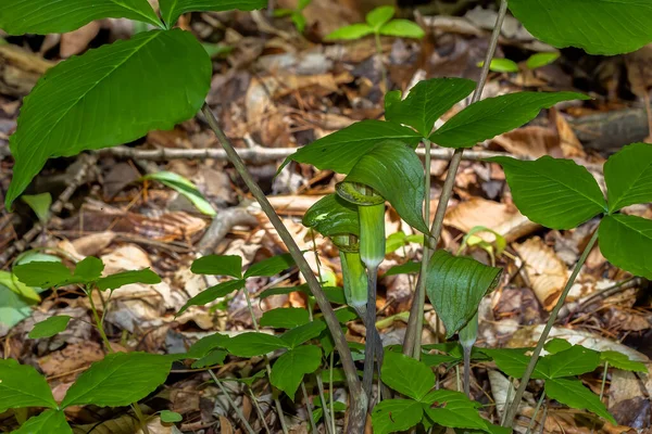 ジャック パルピット Ariasema Triphyllum 固有の北部の植物 それは茶色の縞と色が大きく 円筒形 フード付きの花 緑です — ストック写真